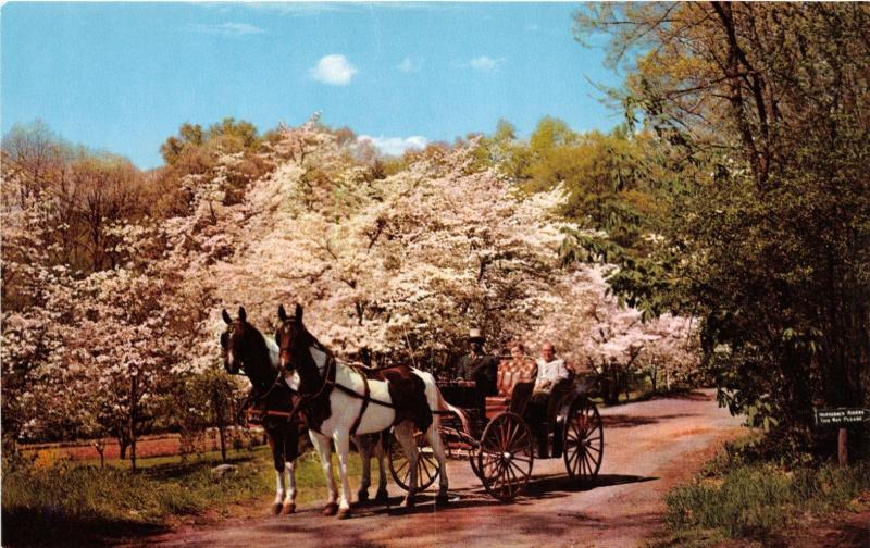 HOT SPRINGS V A THE HOMESTEAD HORSE DRAWN CARRIAGE ENJOY COUNTRY POSTCARD c1960s