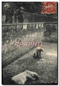 Old Postcard Polar Bears