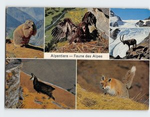 Postcard Alpentiere, Faune des Alpes