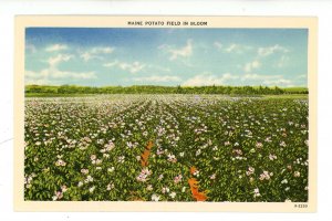 ME - Maine Potato Field in Bloom