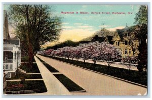 1914 Magnolias In Bloom Oxford Street Rochester New York NY Antique Postcard