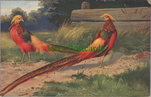 Birds Postcard - Golden Pheasant SW7806
