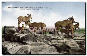 Postcard Old Barbary sheep family on wild mountain sheep hill New York zoolog...