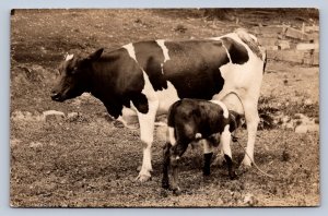 J94/ Kansas City Kansas RPPC Postcard c1910 Cow and Calf Farm Farming 48