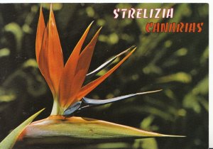 Flower Postcard - Islas Canarias - Strelitzia Reginae - Ref ZZ4998