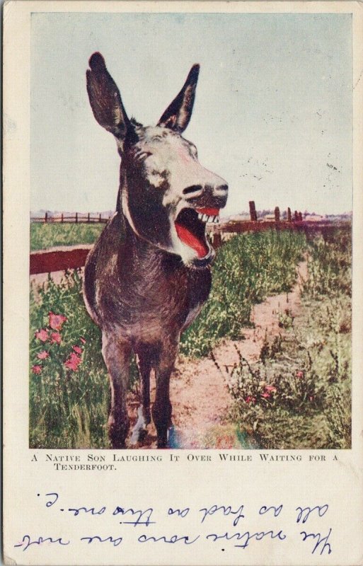 Mule Laughing 'Native Son Laughing It Over' Rieder Los Angeles #185 Postcard H3