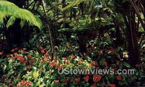 Red Anthuriums - Honolulu, Hawaii HI