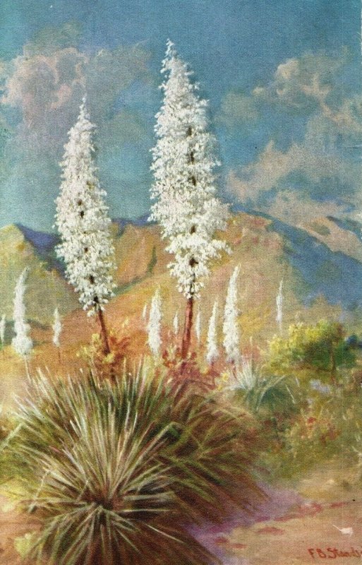 c. 1930 Yucca In Bloom California Frank B. Standish Postcard P31 