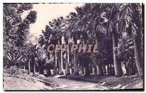 Old Postcard The Vegetation on the French Riviera Allee des Dattiers