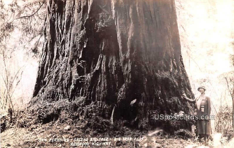 Gen Pershing Second Big Tree - Redwood Highway, CA