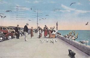 Feeding Gulls and Pelicans Million Dollar Pier - St Petersburg Florida pm 1939