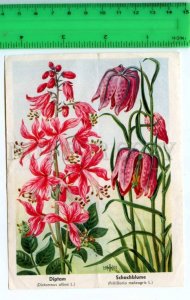 420842 GERMANY flowers Dictamnus Vintage Tobacco Card w/ ADVERTISING