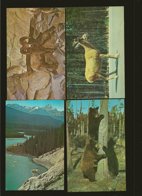 Lot of 4 Taylorchrome Wildlife Canadian National Parks Rocky Mountains Postcard