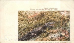ALLIGATOR CROCODILE IN GRASS SHAKESPEARE DETROIT PUBLISHING CO POSTCARD (1902)