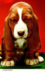 Dogs A Tired Traveler