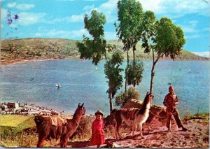 VINTAGE CONTINENTAL SIZE POSTCARD LLAMA BEING SHEPHERDED LAKE TITICACA BOLIVIA