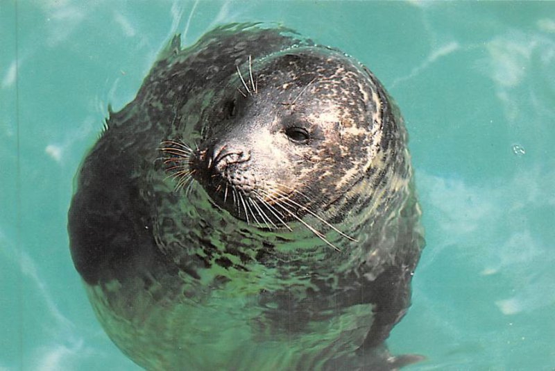 Harbor Seal New England Coast Unused 