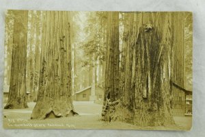 C.1910 RPPC Cabins, Humbolt State Redwood Park Vintage Postcard P101