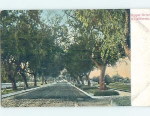 Pre-1907 CALIFORNIA PEPPER DRIVE Published In Los Angeles CA A0133