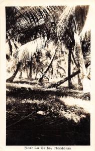 C53/ Honduras Foreign RPPC Real Photo Postcard La Celba Jungle Central America 2