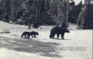 Alpena, Michigan, USA Bear Postcard