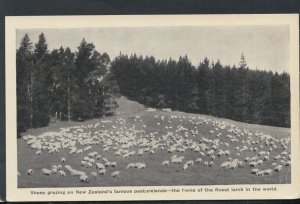 New Zealand Postcard - Sheep Grazing on The Pasturelands   RS16249