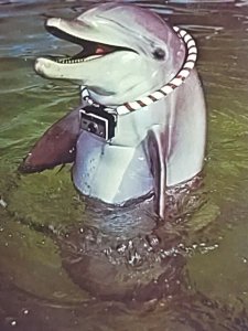 Dolphin with camera Watch the Birdie Vintage Postcard