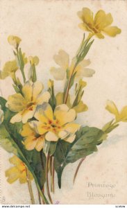 Primrose Blossoms, 1900-10s; TUCK 4094