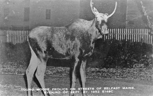 Belfast ME Young Moose Frolics on Streets in 1952 Real Photo Postcard 