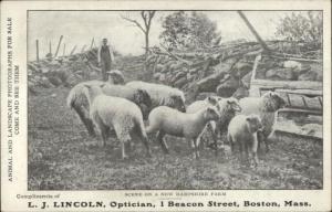 LJ Lincoln Optician Optometry Beacon St. Boston MA = Sheep Postcard c1910