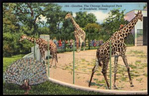 Illinois BROOKFIELD Giraffes The Chicago Zoological Park - pm1952 - LINEN