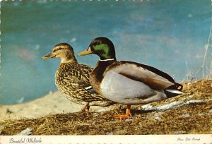 Beautiful Mallard Male Missouri