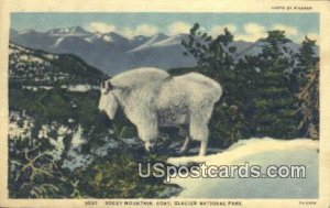 Rocky Mountain Goat in Glacier National Park, Montana