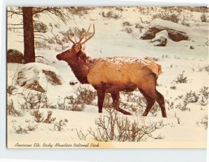 Postcard American Elk, Rocky Mountain National Park, Colorado