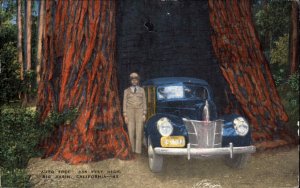 Big Basin California CA Auto Tree Car Inside Giant Tree Vintage Postcard