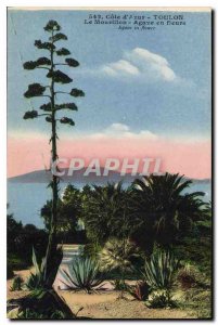 Postcard Old French Riviera Toulon Mourillon agave flowers