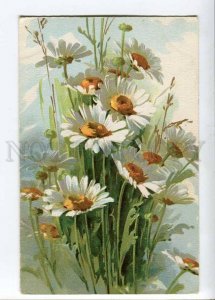 262562 Flowers CHAMOMILE Field by C. KLEIN Vintage ITALY PC