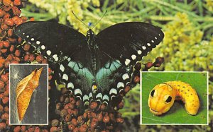 Spicebush Swallowtail Butterfly Sulphur, Oklahoma, USA Butterflies Unused 