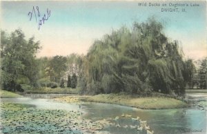 c1910 Dwight Illinois Wild Ducks Ouughton's Lake Hand Colored Postcard 25-12115