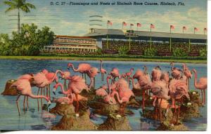 Hialeah Florida - Hialeah Race Course - Flamingos Horses - 1930's Postcard - 445