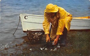 Clamming New England Coast, Massachusetts MA