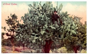 Giant Cactus , Man standing top