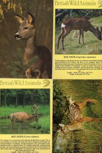 British Red Roe Deer Fawn 4x Deers Postcard s