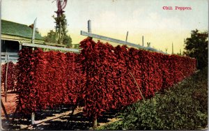 Postcard Chili Pepper farm