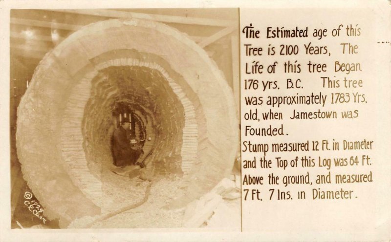 RPPC 2100 Year Old Tree Stump Jamestown Vintage 1924 Postcard 