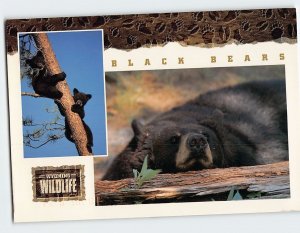 Postcard Black Bears Wyoming Wildlife Wyoming USA