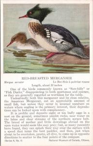 Red-Breasted Merganser Bird National Museum of Canada Allan Brooks Postcard D49