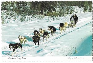 An Alaskan Dog Race Team an Alaska Joe 4 by 6 Card