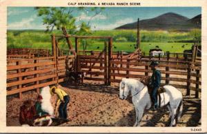 Nevada Ranch Scene Calf Branding 1945