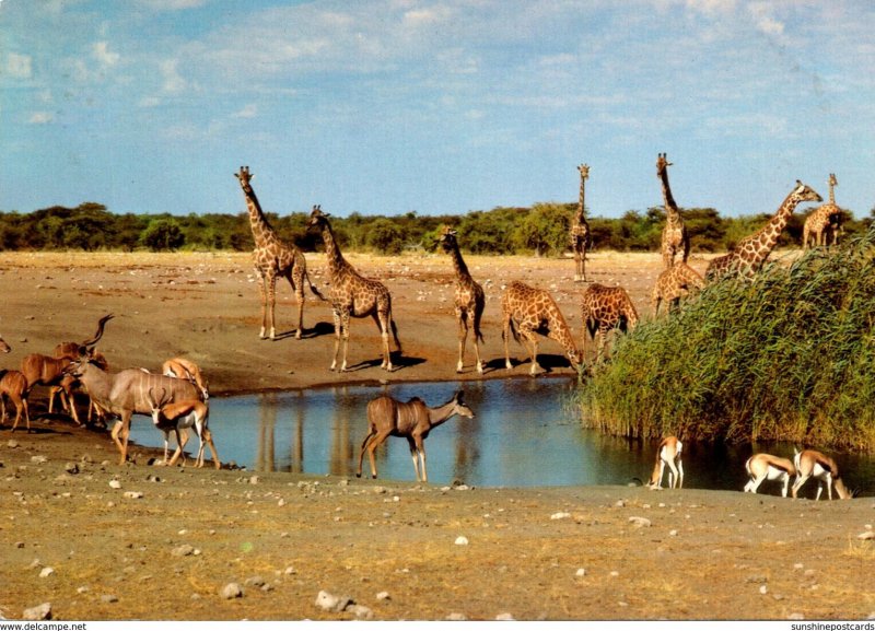 South Africa African Waterhole Scene Giraffes & More